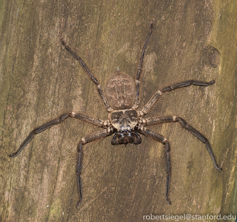 large spider